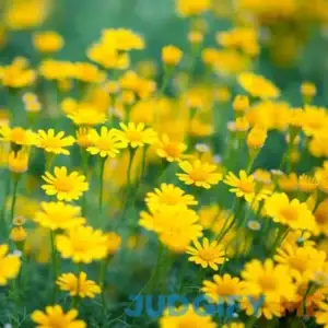 Outsidepride Seeds Annual Thymophylla Dahlberg Daisy