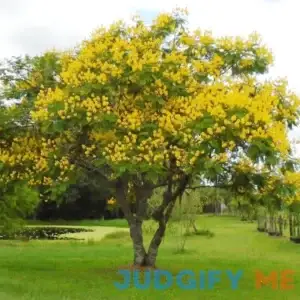 Yellow Jacaranda Seeds Tipu Tree