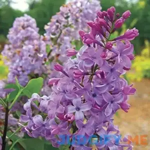 Tiny Dancer Dwarf Lilac - Compact Growth to only 5 Feet - Very Fragrant and Floriferous - 2 Year Live Plant