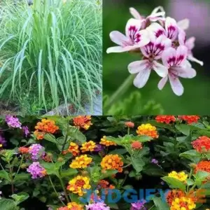 The Mosquito Trio! A Collection of 9 Mosquito Repellent Plants | Clovers Garden