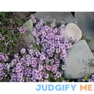 100 Walk On Me Creeping Thyme Thymus Serpyllum Herb Flower Seeds