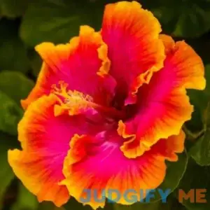 Exotic Sunset Hibiscus Plants Live