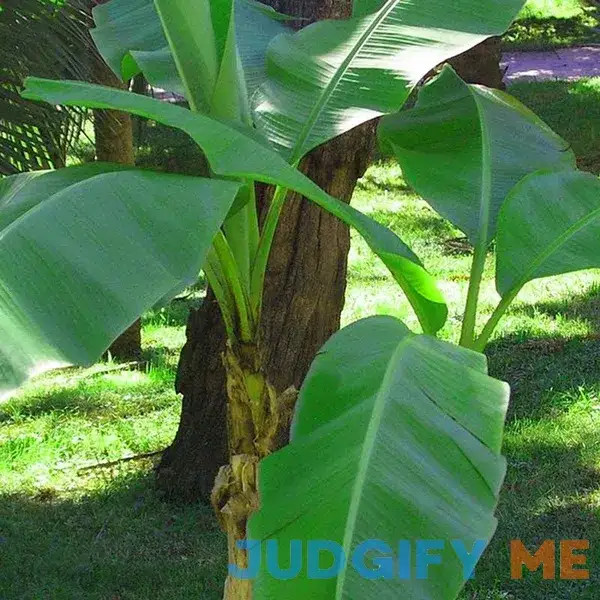 Basjoo Cold Hardy Banana Tree - 3gal - Mother Bulb Basjoo Cold Hardy Banana Tree - 3gal - Mother Bulb