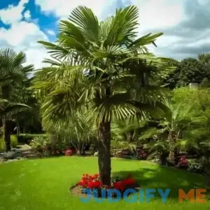 Windmill Palm #5 Container