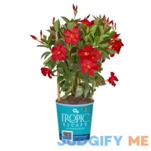 Lowe's Mandevilla in 2.5-Quart Pot NURSERY