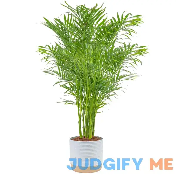 Costa Farms Cat Palm Live Indoor Houseplant in Garden Plant Pot Floor House Plant Potted in Potting Soil Costa Farms Cat Palm Live Indoor Houseplant in Garden Plant Pot Floor House Plant Potted in Potting Soil