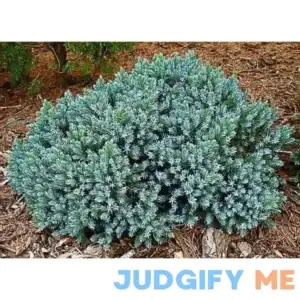 1 Gal. Blue Star Juniper Shrub Turquoise and Silver