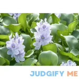 Generic Three Premium Water Hyacinth Floating Aquatic Live Tropical Plants
