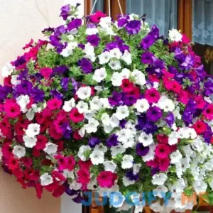 Dwarf Petunia Seeds Attracts Butterflies Hardy Hanging Baskets Containers Ground Cover Indoor Outdoor 4000Pcs Mixed Colors Flower Seeds by YEGAOL