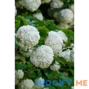 Chinese Snowball Buy 1 Get 1 Free