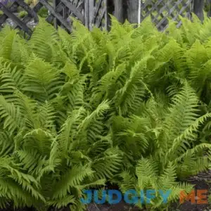Ostrich Fern | One Quart