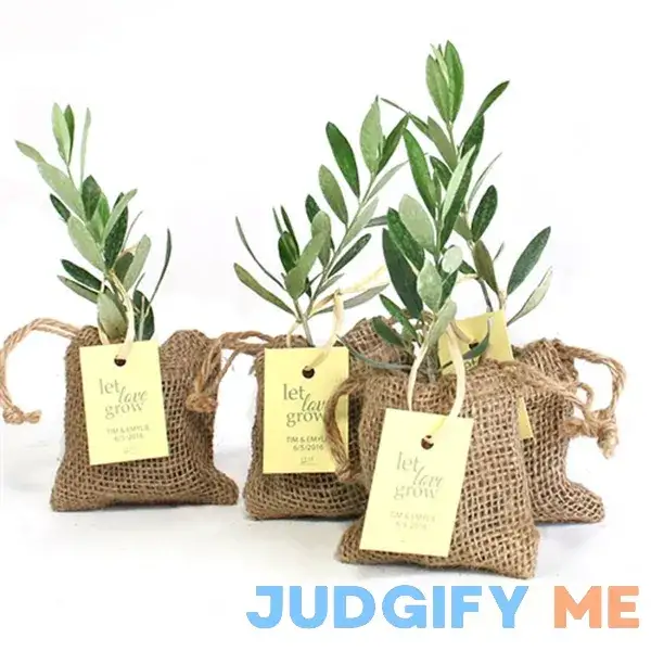 Olive Tree Plant Favor Olive Tree Plant Favor