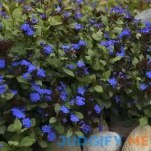 Hardy Plumbago | One Quart