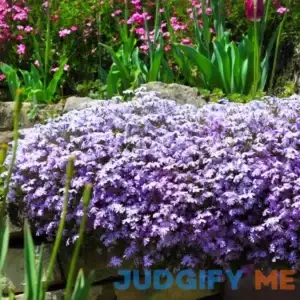 Emerald Blue Creeping Phlox