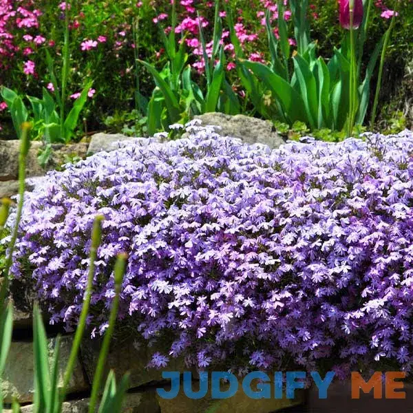 Emerald Blue Creeping Phlox Emerald Blue Creeping Phlox