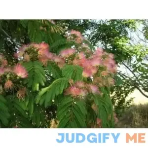 New Mimosa Tree