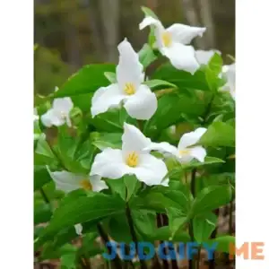 Van Zyverden Woodland Plant Trillium Grandiflorum Roots