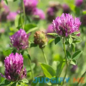 Outsidepride Red Clover Seed