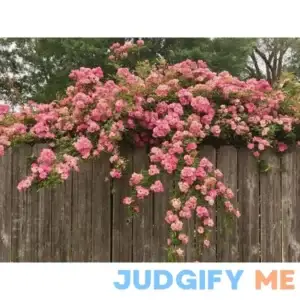 PEGGY MARTIN climbing rose pink cuttings 4ct.