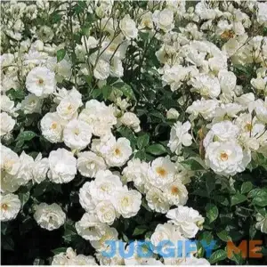 Climbing Rose Iceberg Climbing Rose