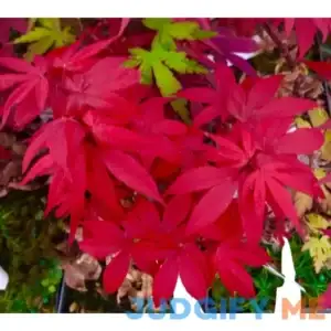 Little Red Dwarf Japanese Maple- Brick Red Leaves on a Tight Compact Maple - 3 - Year Live Plant