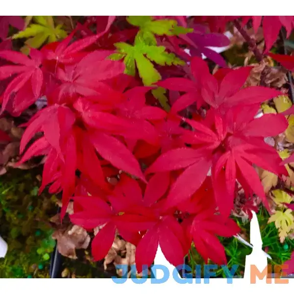 Little Red Dwarf Japanese Maple- Brick Red Leaves on a Tight Compact Maple - 3 - Year Live Plant Little Red Dwarf Japanese Maple- Brick Red Leaves on a Tight Compact Maple - 3 - Year Live Plant