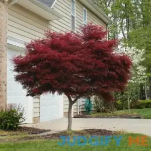 2 Gal. Bloodgood Japanese Maple Tree