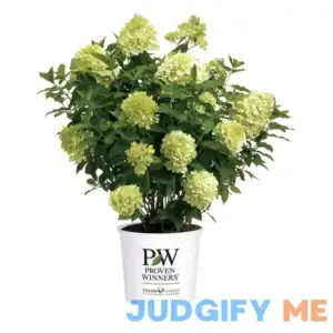2 Gal. Limelight Prime Hydrangea Shrub