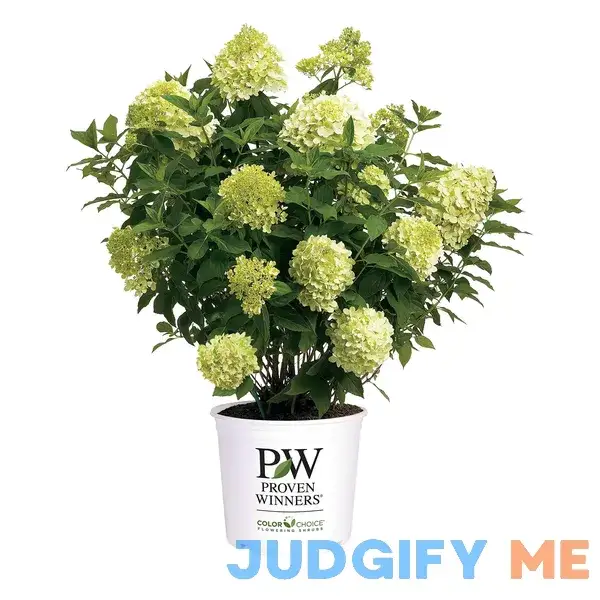 2 Gal. Limelight Prime Hydrangea Shrub 2 Gal. Limelight Prime Hydrangea Shrub