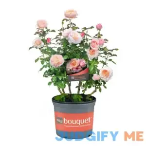 2 Gal. Moonlight in Paris Rose with Apricot Flowers