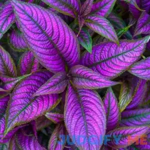2 Purple Persian Shield Live Plants
