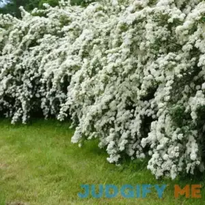 2.25 Gal. Spirea Reeves Flowering Shrub with White Blooms