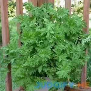 2.5 Qt. Citronella Lavender Blooms Mosquito Plant