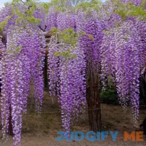 2.5 Qt. Wisteria Amethyst Falls Flowering Shrub with Purple Flowers