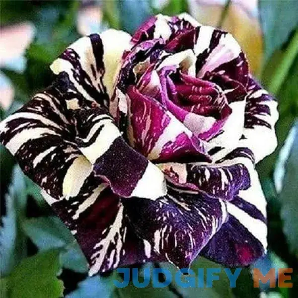 20 Seeds Black Dragon Rose Seeds 20 Seeds Black Dragon Rose Seeds