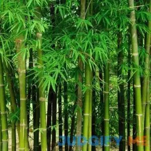 200+ Fresh Giant Bamboo Seeds for Planting - Quick Growth and Winter Hardy Privacy Screen