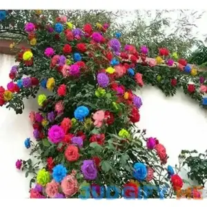 200+ Mix Climbing Rose Seeds for Planting Outdoors Ornamental Climbing Flowers Rosa Bush Vine Climber Long-Blooming