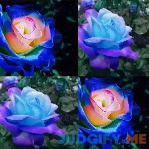 200+ Rare Blue Pink Roses Seeds for Planting