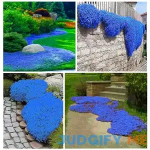 2000+ Blue Creeping Thyme Seeds for Planting Thymus Serpyllum Heirloom Ground Cover Plants Easy to Plant and Grow