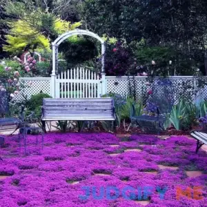 20000+ Magic Purple Creeping Thyme Seeds for Planting Ground Cover Plants Heirloom Flowers Perennial Thyme Non-GMO Thymus Serpyllum Seed