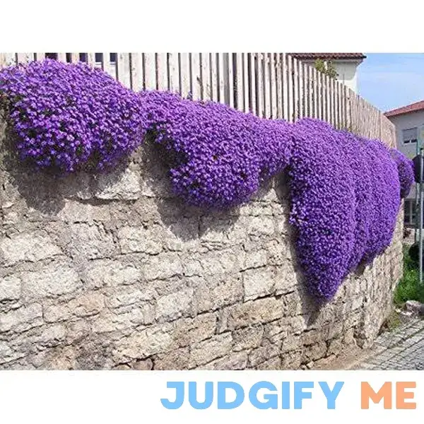 250 Aubrieta Seeds - Cascade Purple Flower Seeds 250 Aubrieta Seeds - Cascade Purple Flower Seeds