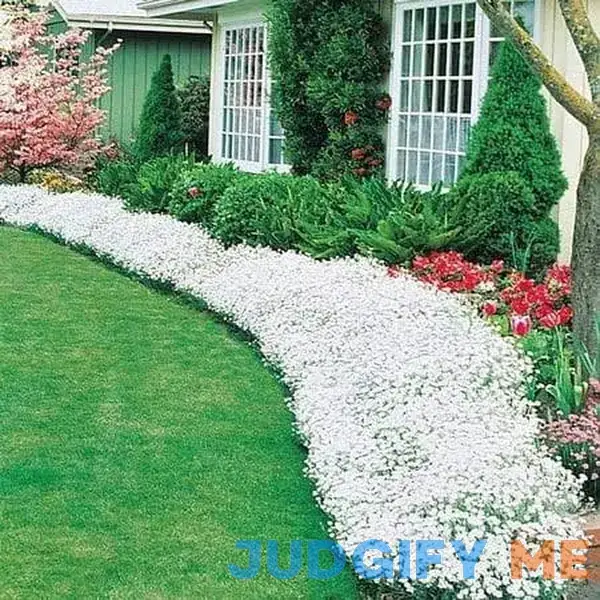 250+ Snow in Summer Seeds Carpet of Snow Exotic Garden Flowers 250+ Snow in Summer Seeds Carpet of Snow Exotic Garden Flowers