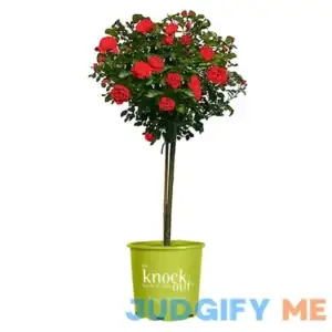 3 Gal. Red Double Knock Out Rose Tree with Red Flowers