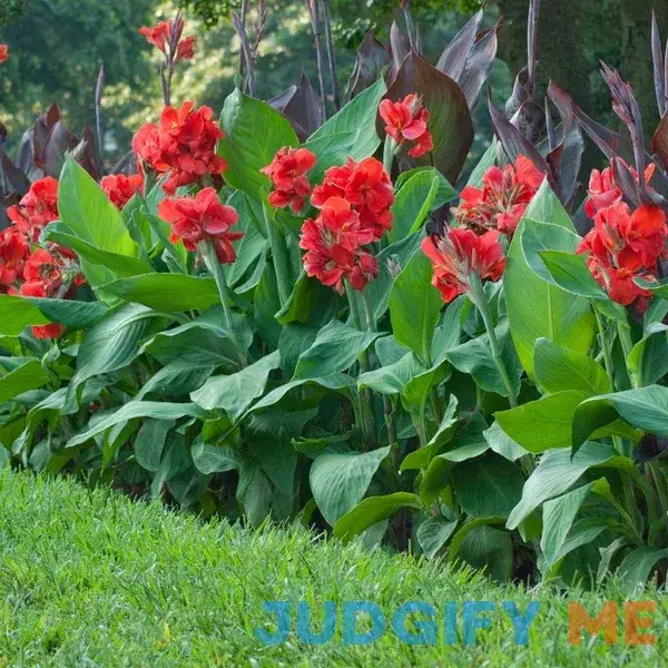 3 Red King Humbert Tall Canna Bulbs for Planting Cannas Lily Rhizomes 3 Red King Humbert Tall Canna Bulbs for Planting Cannas Lily Rhizomes