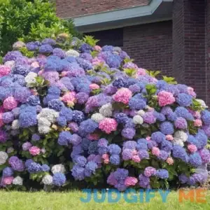 3-in-1 Hydrangea Shrub with Blue-Pink-White Flowers