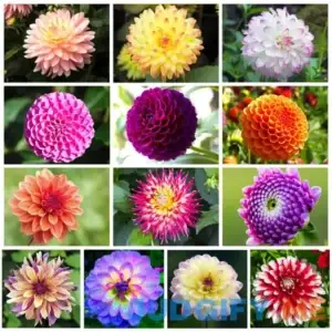 300+ Mix Dahlia Seeds Compound Petals Multi-Color Beautiful Annual Outdoor Garden Potted Plants Non-GMO Dahlia for Planting Dahlia Pinnata Seeds