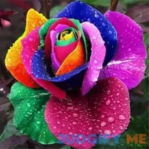 300+ Rare Multi Colorful Rainbow Rose Seeds for Planting Beautiful