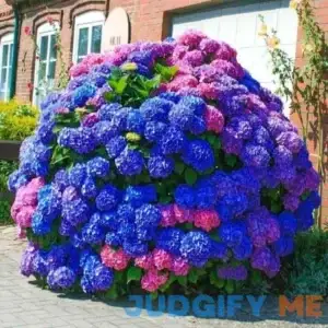 30pcs Blue Pink Purple Hydrangea Beautiful and Hardy Perennial Flowers for Your Garden