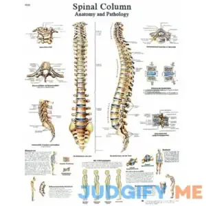 3B Anatomical chart spinal column