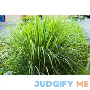 4 Lemongrass Plants Well Rooted Live Lemongrass for Planting 5 to 7 Inch